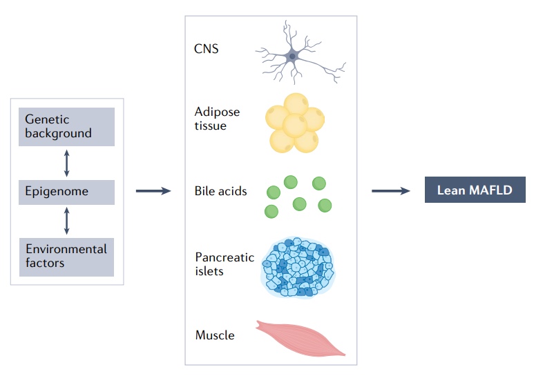 Nature综述：近26%的瘦人也有脂肪肝，改善代谢失调是关键！